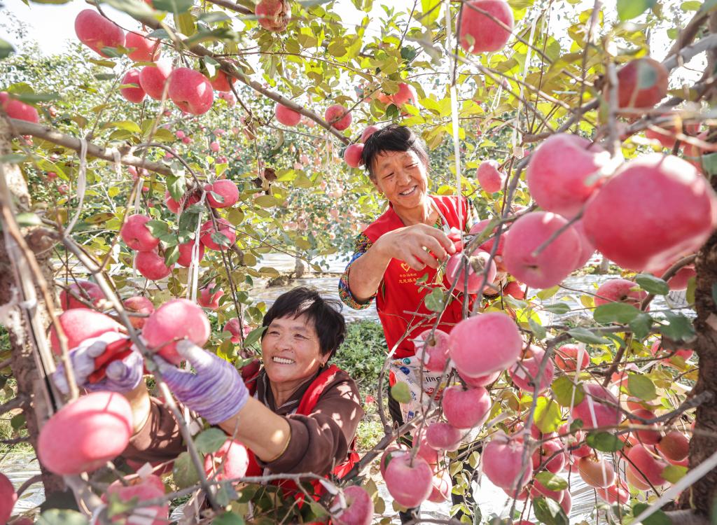 山東榮成：金秋蘋(píng)果飄香