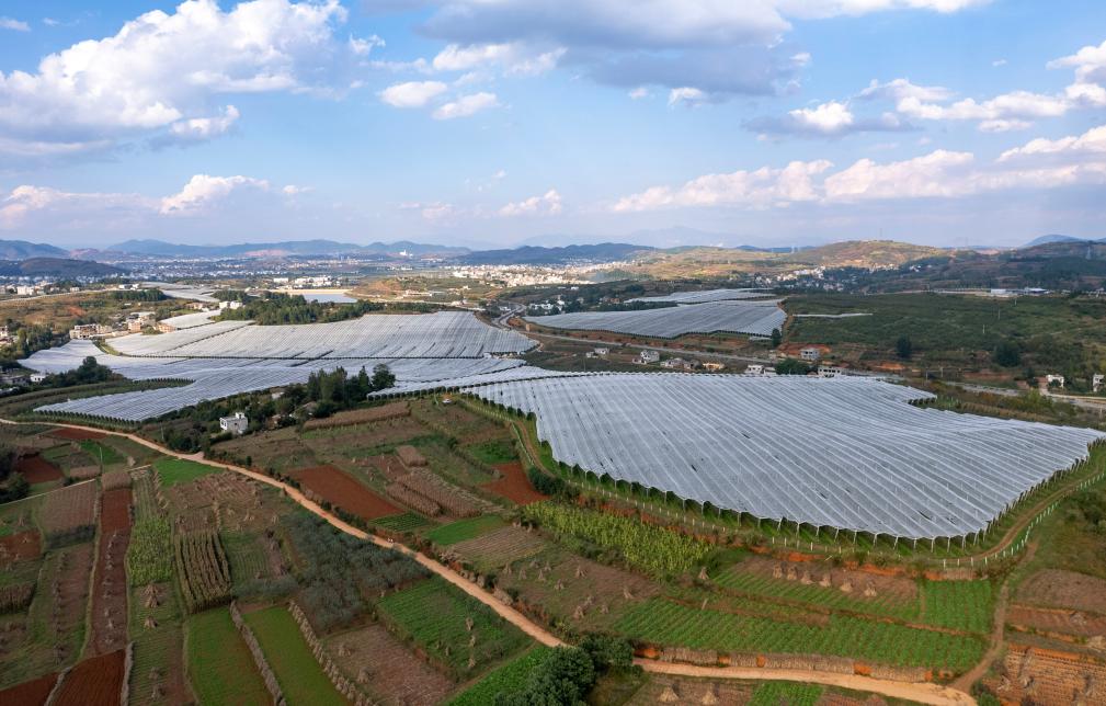 云南昭通：小蘋(píng)果成鄉村振興大產(chǎn)業(yè)