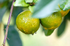 &ldquo;酸果子&rdquo;里的&ldquo;甜日子&rdquo;