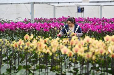 初冬時(shí)節花滿(mǎn)棚