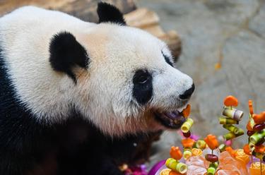 ?？冢簯c祝&ldquo;熊貓兄弟&rdquo;登島五周年