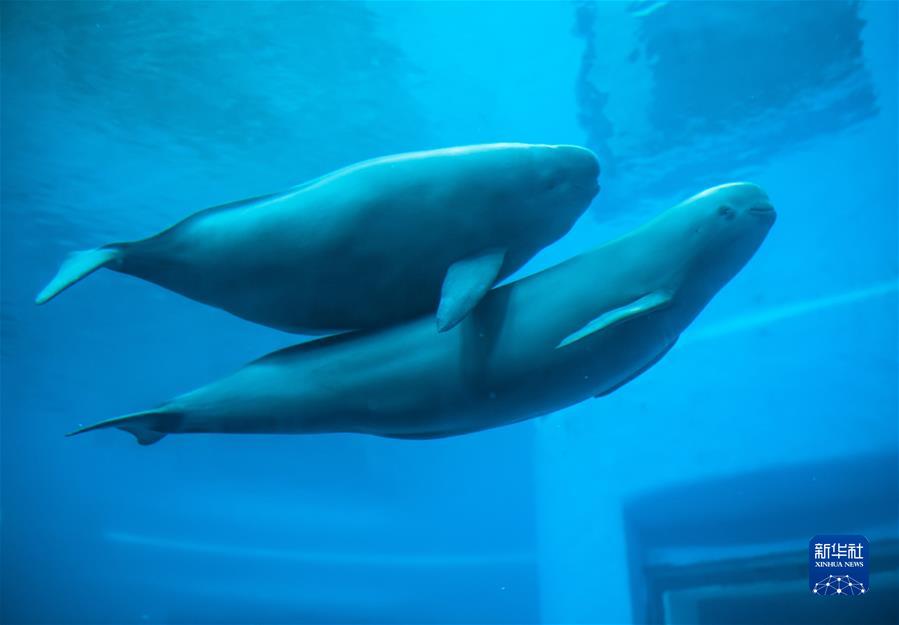 （新華全媒頭條&middot;圖文互動(dòng)）（2）生態(tài)美、產(chǎn)業(yè)興、文化昌&mdash;&mdash;長(cháng)江經(jīng)濟帶生態(tài)優(yōu)先、綠色發(fā)展見(jiàn)聞