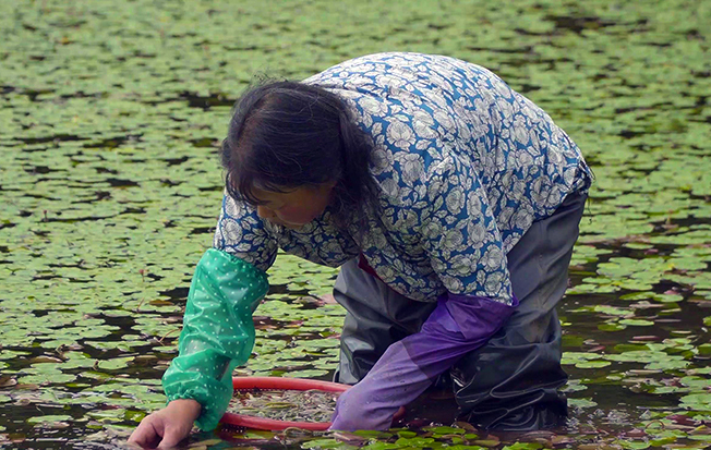 石柱莼菜：人間至味，更是&ldquo;脫貧金苗&rdquo;