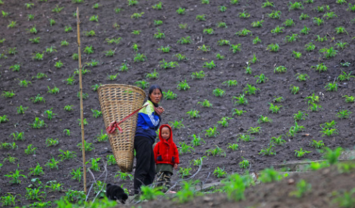 一波三折的&ldquo;天麻扶貧路&rdquo;
