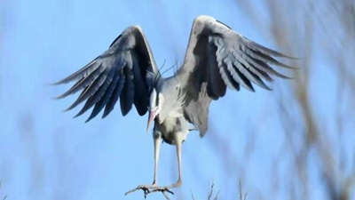 10年，18萬(wàn)公里路，50萬(wàn)張照片 &ldquo;追鳥(niǎo)人&rdquo;用鏡頭定格人鳥(niǎo)和諧