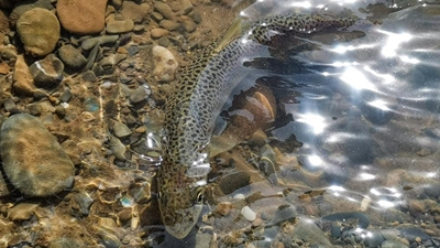 青海果洛：在高原增殖放流 讓川陜哲羅鮭&ldquo;回家&rdquo;