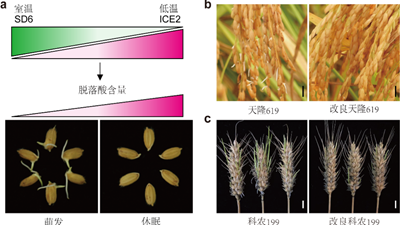 我國科學(xué)家找到調控水稻、小麥穗發(fā)芽的&ldquo;開(kāi)關(guān)&rdquo;