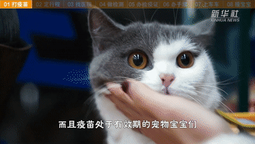 帶萌寵坐火車(chē)？你需要知道這些事！