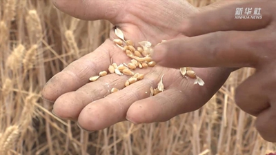 &ldquo;關(guān)中第一鐮&rdquo;開(kāi)鐮收麥啦！未來(lái)半個(gè)月，關(guān)中平原滿(mǎn)眼金黃