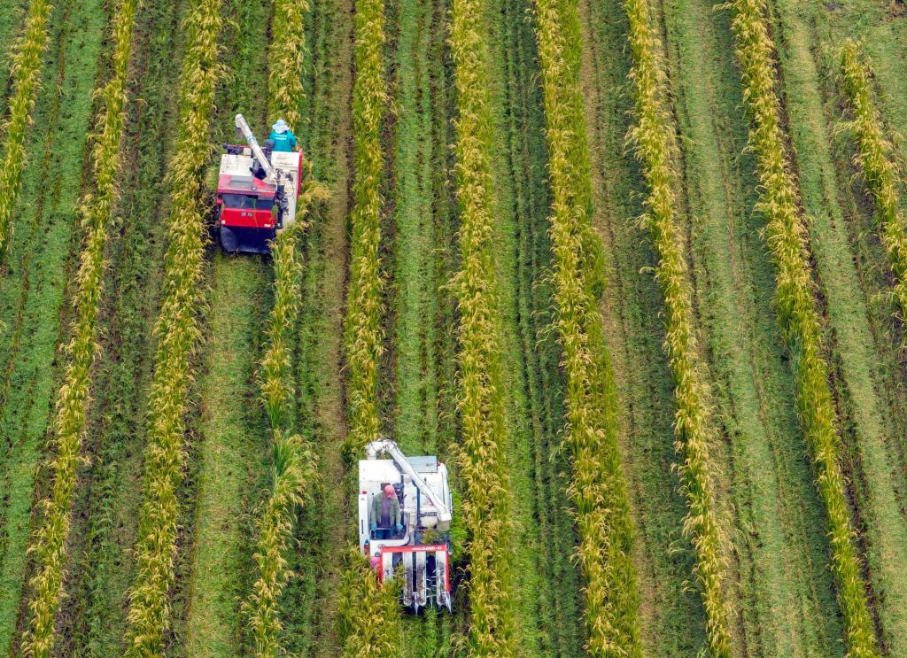 新華全媒+丨詩(shī)意中國&mdash;&mdash;十里西疇熟稻香