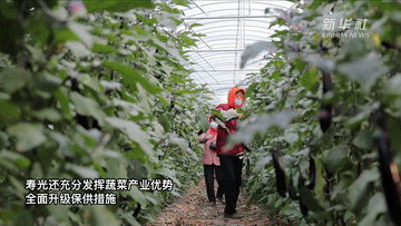 &ldquo;中國蔬菜之鄉&rdquo;壽光蔬菜產(chǎn)銷(xiāo)一線(xiàn)見(jiàn)聞