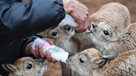 &ldquo;高原精靈&rdquo;的守護者