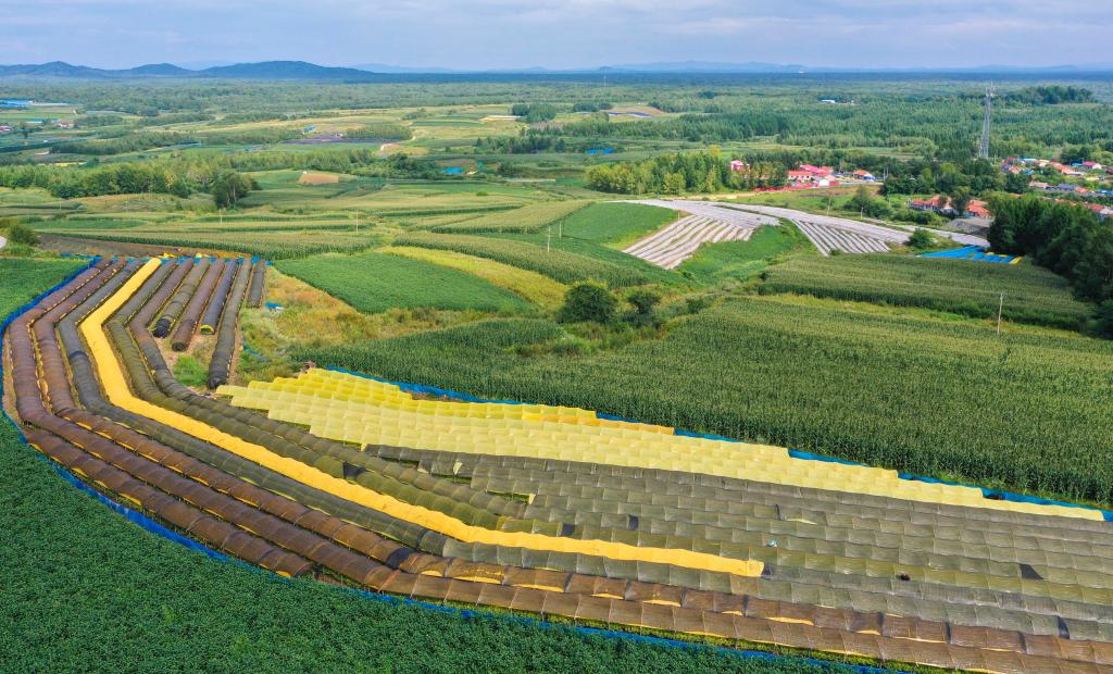 優(yōu)品質(zhì)、提水平、擴消費&mdash;&mdash;吉林人參加速邁向千億級產(chǎn)業(yè)