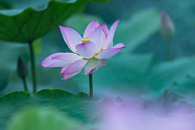 第二十三屆澳門(mén)荷花節揭幕