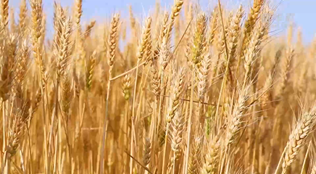 新疆昌吉：加快科技創(chuàng  )新 做強&ldquo;農業(yè)芯片&rdquo;