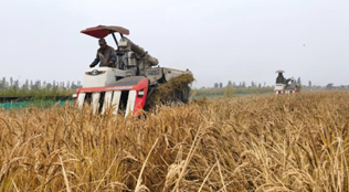 &ldquo;稻客&rdquo;塞上話(huà)豐年