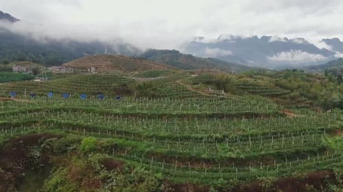 出新績(jì)：&ldquo;生態(tài)循環(huán)&rdquo;果園助力山地農業(yè)&ldquo;多面開(kāi)花&rdquo;