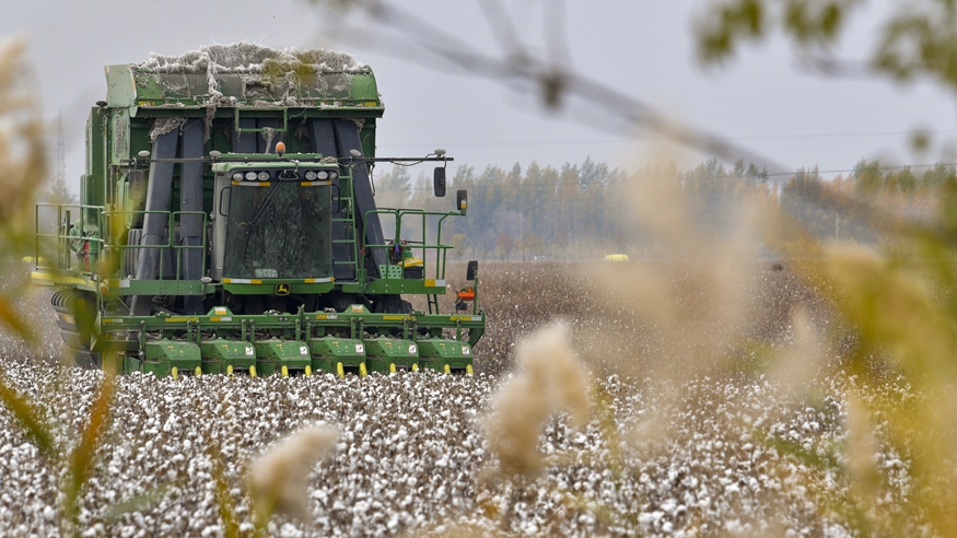 新疆：我國最大產(chǎn)棉區棉花采收忙