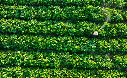 廣州增城：&ldquo;小特產(chǎn)&rdquo;推動(dòng)鄉村產(chǎn)業(yè)&ldquo;大發(fā)展&rdquo;