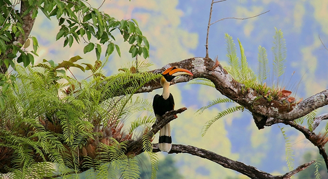 云南的自然保護地里 生活著(zhù)哪些旗艦物種？