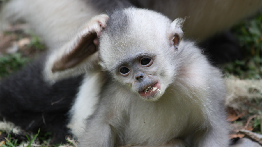 【找尋生物多樣性守護者】&ldquo;雪山精靈&rdquo;的守護者