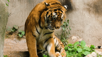 從家族鼎盛到寥寥可數再到數量不斷增加 東北虎經(jīng)歷了什么？