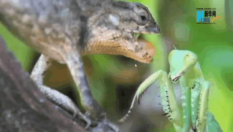 看，動(dòng)物世界掀起&ldquo;武林風(fēng)&rdquo;