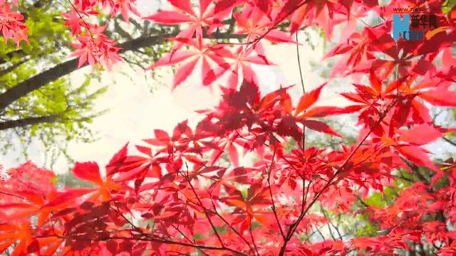 霜降|這一抹秋色，溫暖了山川與歲月