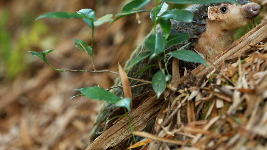 領(lǐng)略生物多樣性之美丨超萌預警！&ldquo;中華穿山甲&rdquo;來(lái)巡山，不容錯過(guò)