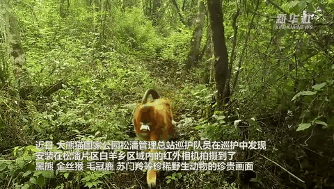 珍貴畫(huà)面曝光！野生動(dòng)物頻頻&ldquo;上鏡&rdquo;