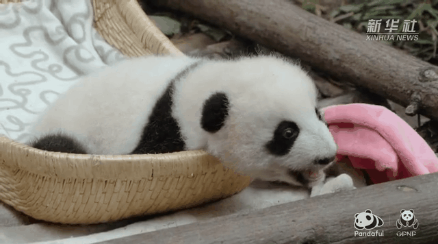 快來(lái)人呀！&ldquo;芝麻湯圓&rdquo;跑路啦