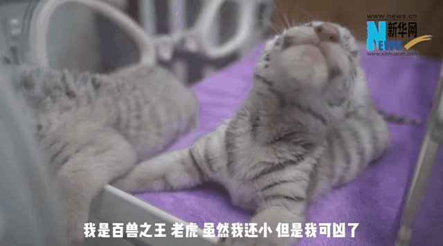 白虎寶寶：吃多多 長(cháng)胖胖