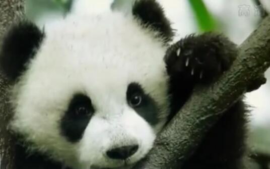 百年百城：走進(jìn)大熊貓故鄉四川雅安