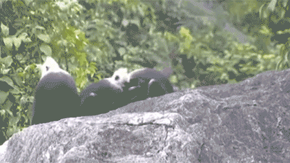 聚焦生物多樣性 關(guān)注白頭葉猴：探尋白頭葉猴生存&ldquo;秘笈&rdquo;