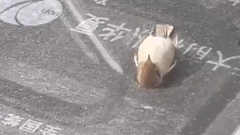 &ldquo;小鳥(niǎo)躺平看天空&rdquo;？真相有點(diǎn)難過(guò)