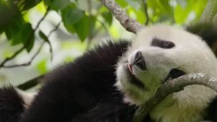 大熊貓從&ldquo;瀕危&rdquo;降為&ldquo;易危&rdquo;：大熊貓受威脅程度等級&ldquo;下降&rdquo;
