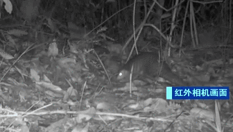 廣東潮州：首次拍到&ldquo;國寶&rdquo;中華穿山甲