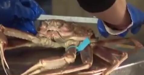 極品！日本一只&ldquo;輝&rdquo;蟹拍出500萬(wàn)日元