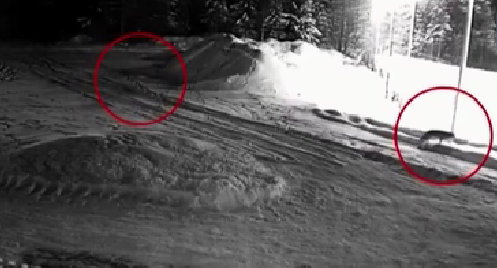 不安！狼群侵入俄羅斯村落覓食