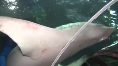 浙江杭州：400斤鯊魚(yú)&ldquo;喬遷新居&rdquo;