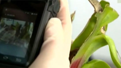 什么是外來(lái)物種？我國有多少外來(lái)入侵物種？