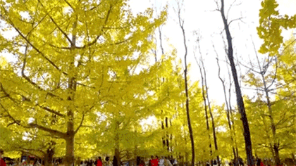 云南騰沖：銀杏村萬(wàn)畝銀杏迎來(lái)最佳觀(guān)賞期