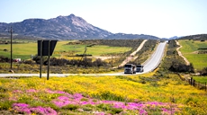 南非&ldquo;鮮花大道&rdquo;進(jìn)入花季