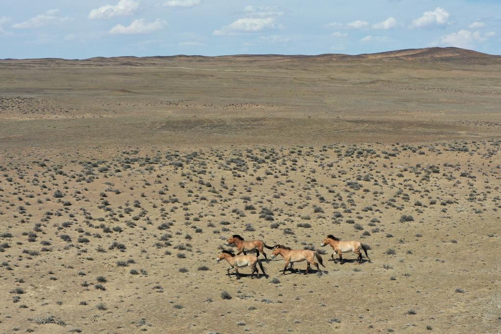 &ldquo;走吧，你要學(xué)著(zhù)自己長(cháng)大&rdquo;&mdash;&mdash;瀕危野馬重返荒野20年