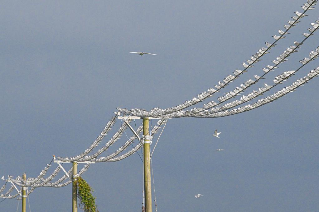 新華全媒+丨?？跐竦?萬(wàn)鳥(niǎo)翔集