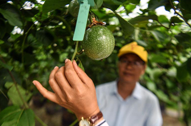 &ldquo;木瓜哥&rdquo;的&ldquo;黃金百香果&rdquo;